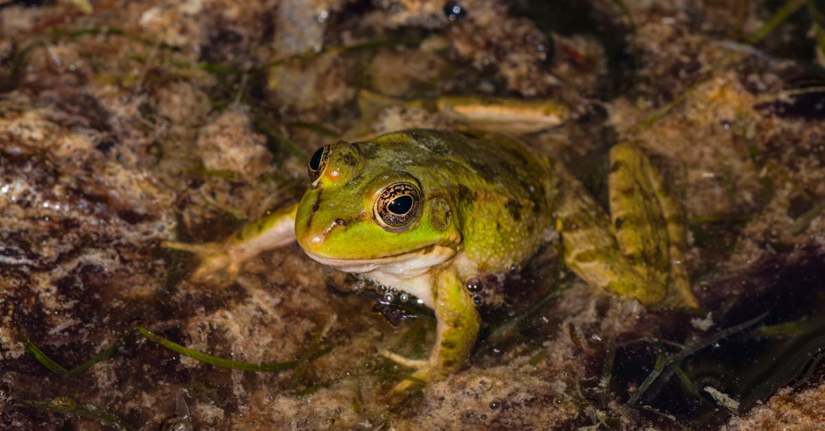découvrez le lac bellefontaine, un magnifique écrin de nature, idéal pour des activités de plein air, des moments de détente et des paysages à couper le souffle. parfait pour les amoureux de la nature et les aventuriers en quête de tranquillité.