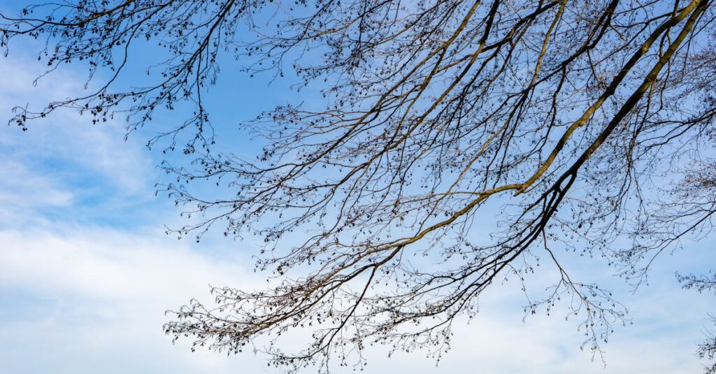 découvrez l'origine fascinante des choses qui nous entourent. plongez dans un voyage exploratoire à travers l'histoire et la culture pour comprendre les racines de notre monde.